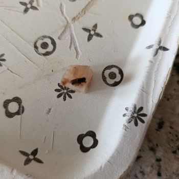 Akşeker Çorbada Sinek Vardı!