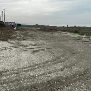 Alandere Sahilinde Köpeklerin Saldırgan Davranışı Vatandaş Güvenliğini Tehdit Ediyor