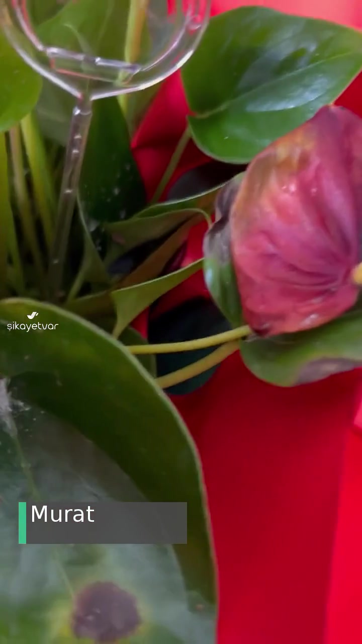 Hızlı Çiçek | Hizlicicek.com Solmuş Ürün Gönderimi! videonun kapak resmi