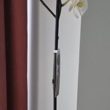 Çiçek Sepeti'nden Çift Dallı Ve Taşlı Orkide Yerine Tek Dallı Ve Taşsız Ürün Gönderildi