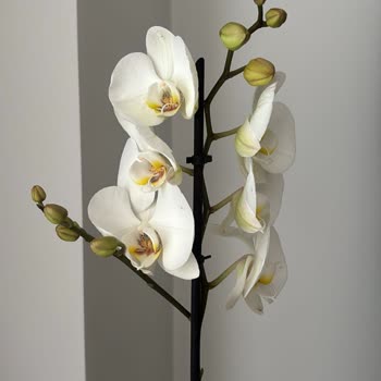 Çiçek Sepeti'nden Çift Dallı Ve Taşlı Orkide Yerine Tek Dallı Ve Taşsız Ürün Gönderildi