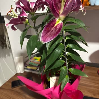 Söz Verilen Zaman Ve Kaliteye Uymayan Çiçek Teslimatı