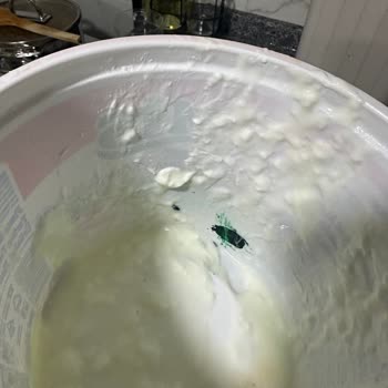 Yoğurtta Bulunan Yeşil Boya Hamile Eşimizi Endişelendirdi