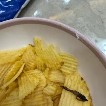 Cips İçinde Böcek Bulunması Sağlık Ve Hijyen Endişesi