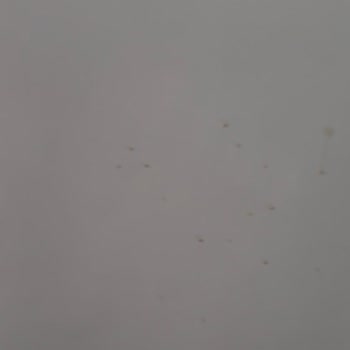 Patlayan Şişe Nedeniyle Nikah Kaçırma Ve Evde Büyük Kirlilik