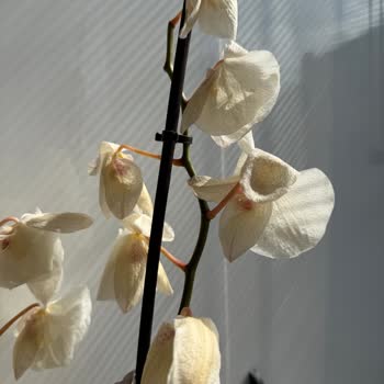 Ödeme Yaptığım Orkide Solgun Geldi, Şirket Çözüm Sunmadı