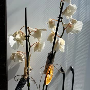 Ödeme Yaptığım Orkide Solgun Geldi, Şirket Çözüm Sunmadı