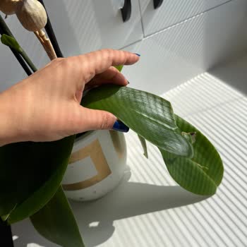 Ödeme Yaptığım Orkide Solgun Geldi, Şirket Çözüm Sunmadı