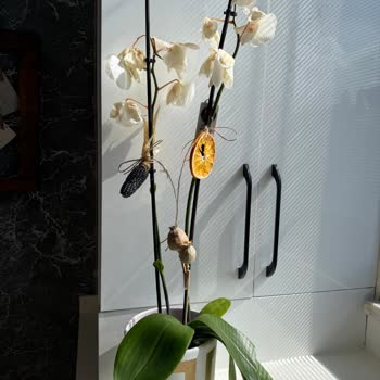 Ödeme Yaptığım Orkide Solgun Geldi, Şirket Çözüm Sunmadı