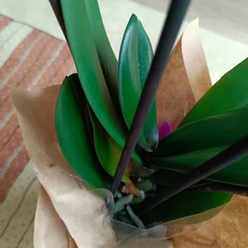 Çiçek Sepeti Kusurlu Ürünün Sorunun Giderilmesi veya Ücret İadenin Yapılması