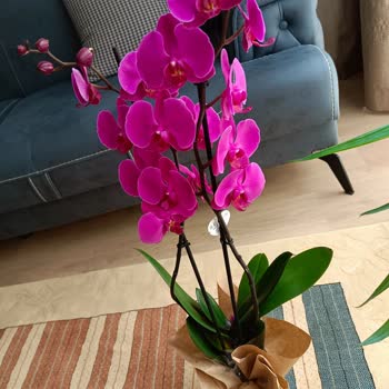 Çiçek Sepeti Kusurlu Ürünün Sorunun Giderilmesi veya Ücret İadenin Yapılması