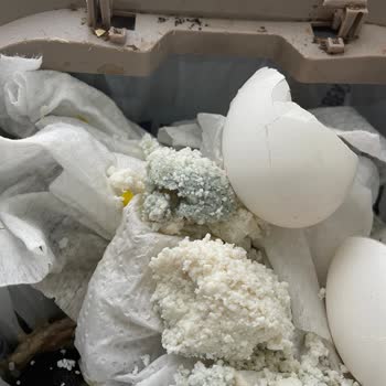 A101'den Aldığım Lor Peyniri Süresi Dolmadan Küflenmiş