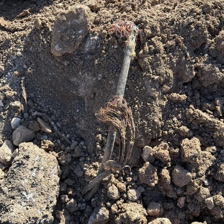 Sınav Hazırlığı İçin Kesintide Acil Ekip Gönderilmesi Talebi