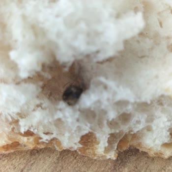 Yemeksepeti Üzerinden Aldığım BİM Ekmeğinde Böcek Bulundu