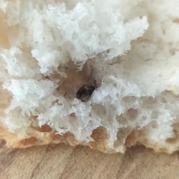 Yemeksepeti Üzerinden Aldığım BİM Ekmeğinde Böcek Bulundu