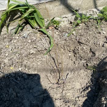 Reklamda 2 Yaşında Ve Meyveli Fidan Söz Verildi, Gerçekte Kökleri Yok Küçük Çubuklar Gönderildi