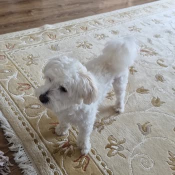 Mağazada Köpek Cinsine Göre Ayrımcılık Ve Tutarsız Uygulama