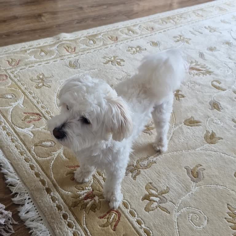 Mağazada Köpek Cinsine Göre Ayrımcılık Ve Tutarsız Uygulama