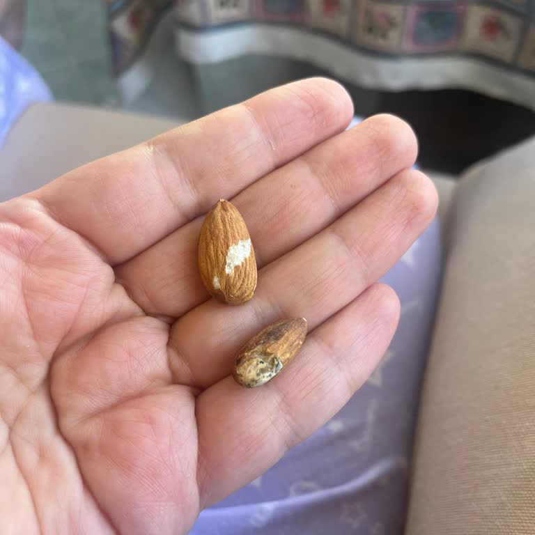 Migros Hemen'de Bayat Ve Küflü Tadım Çiğ Badem Şikayeti