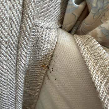 Karyola Tahta Kurusu İstilası Çocuk Sağlığını Tehlikeye Atıyor İade Talebi