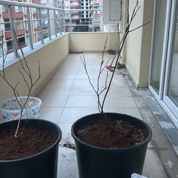 Abelia Fidan'da Yanıltıcı Yaş Bilgisi Ve Cevapsızlık