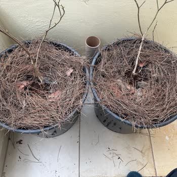 Abelia Fidan'da Yanıltıcı Yaş Bilgisi Ve Cevapsızlık