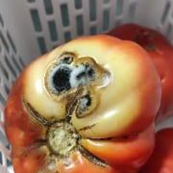 Arçelik Ten Ten Buzdolabının İlk Çalıştırmada Arızalı Olması Ve Değişim Talebim Görmezden Gelindi