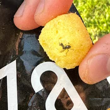 Fritolay Çerezza TV Ürünün İçinde Ölü Sinek Gıda Güvenliği Endişesi