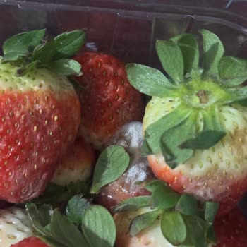 A101 Şubesinde Bozuk Çilek Satışı Ve Gıda Güvenliği Sorunu