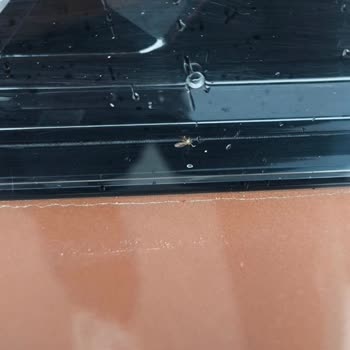 Opel Grandland Electric Rear Stop Lamp Sealing Defect