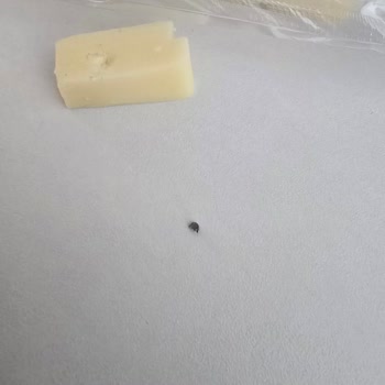 Peysan Kaşarda Metal Parça Bulunması Ve Sağlık Tehlikesi Oluşturdu