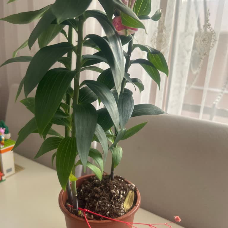 Gold Saksı Görseliyle Uyuşmayan Plastik Saksı Ve Cevapsız Müşteri Hizmetleri