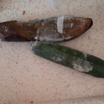 Vestel Buzdolabının Gıdaları Bozulması Ve Servis İlgisizliği