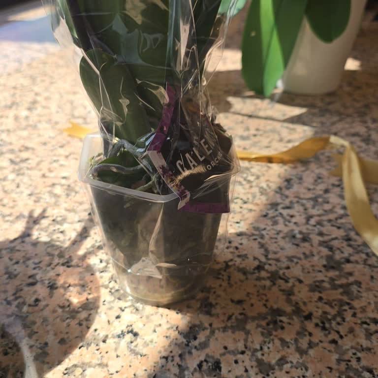 Hızlı Çiçek | Hizlicicek.com Saksısız Orkide Göndermişler