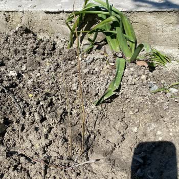 Yanıltıcı Reklamlı Sağlıksız Fidan Gönderimi Ve İletişimsiz İade Süreci