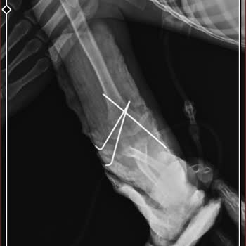 Baltalimanı Levent Semt Polikliniği Şikayeti