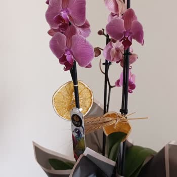 Yanıltıcı Görseller Ve Solmuş Orkideler İçin İade Talebi