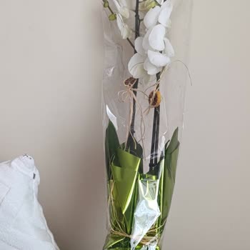 Yanıltıcı Görseller Ve Solmuş Orkideler İçin İade Talebi