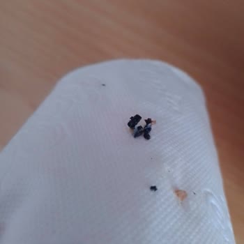 Nimet Mantısında Kömür Parçası Bulundu, Gıda Güvenliği Endişesi