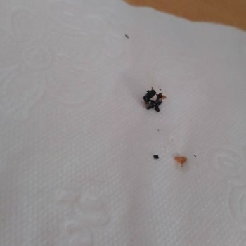 Nimet Mantısında Kömür Parçası Bulundu, Gıda Güvenliği Endişesi