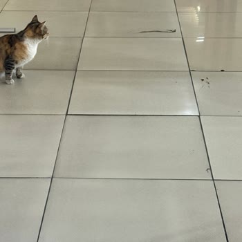 Hastane İçinde Kedi Dışkısı: Doğumhanede Hijyen Krizi
