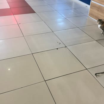 Hastane İçinde Kedi Dışkısı: Doğumhanede Hijyen Krizi