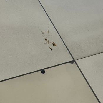 Hastane İçinde Kedi Dışkısı: Doğumhanede Hijyen Krizi