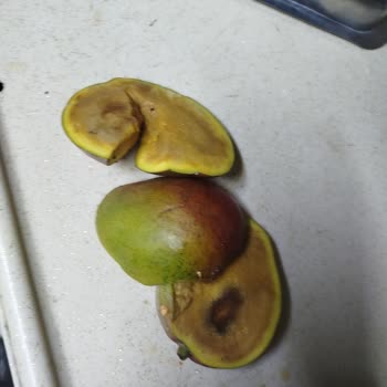 Konyaaltı Hurma Pazarı’nda Satılan Çürük Mango Ve Çikolata Meyvelerine Karşı Denetim Talebi