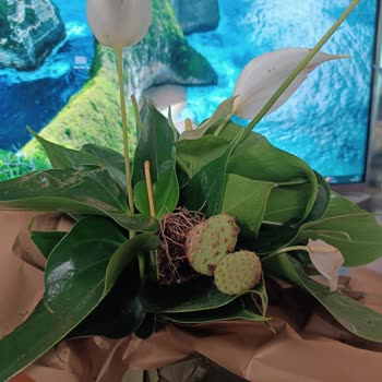 Kırık Ve Solmuş Antoryum Teslimatı: Ücret İadesi Talebi