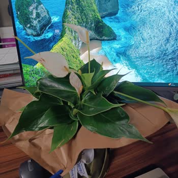 Kırık Ve Solmuş Antoryum Teslimatı: Ücret İadesi Talebi