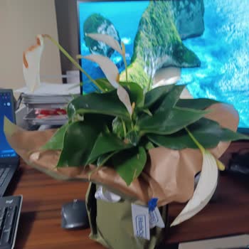 Kırık Ve Solmuş Antoryum Teslimatı: Ücret İadesi Talebi