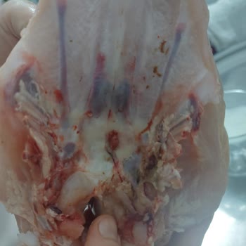 BİM Dumlu Şubesinde Temizlenmemiş Tavuk Şikayeti Ve İade Talebi