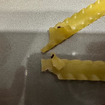 Barilla Makarnasında Böcek Görüldü, Hijyen Ve Kalite Kontrolü Sorgulandı