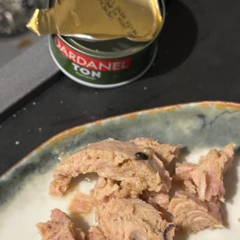 Dardanel Ton Konserve İçinde Ölü Sinek Ve Yanıtsız Müşteri Hizmetleri